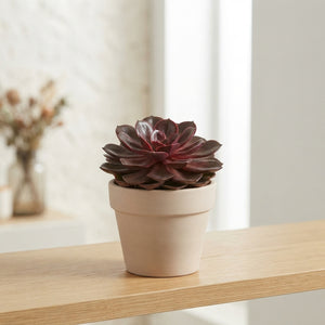 Red Ruby Echeveria Succulent – 12cm Pot