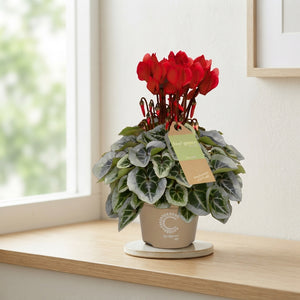 White Small-Flowered Cyclamen (Cyclamen persicum) – 10.5cm Pot