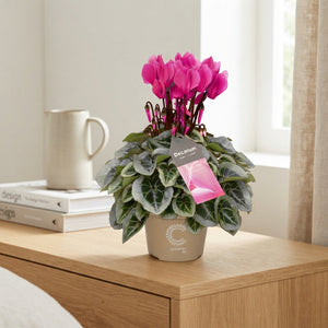 White Small-Flowered Cyclamen (Cyclamen persicum) – 10.5cm Pot