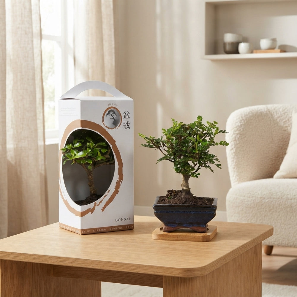 Indoor Bonsai Tree – 12cm Ceramic Pot