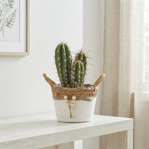Mixed Succulent Arrangement – 14cm Pot