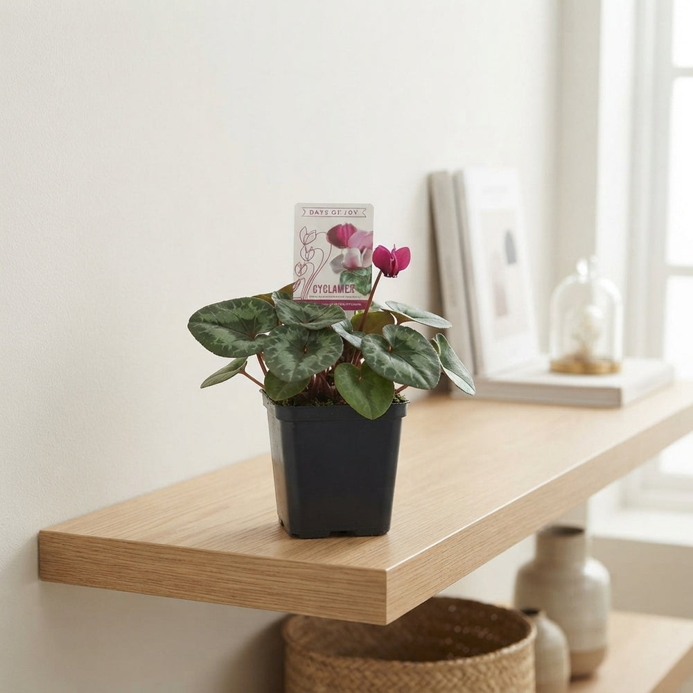 Cyclamen coum ‘Marbled Leaf Ruby Star’ – 9cm Pot