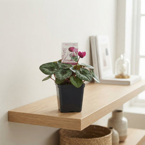 Cyclamen coum ‘Marbled Leaf Ruby Star’ – 9cm Pot