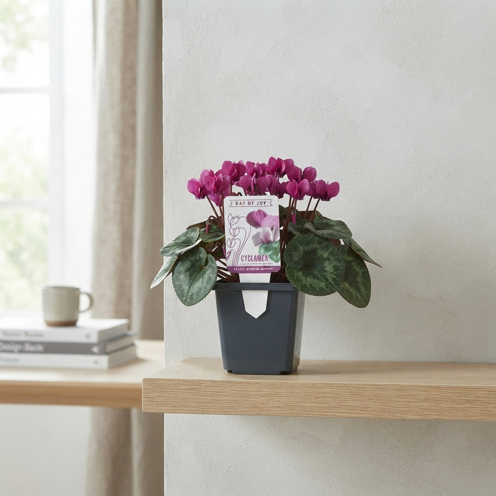 Pink Persian Cyclamen (Cyclamen coum) – 9cm Pot