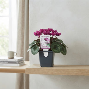 Pink Persian Cyclamen (Cyclamen coum) – 9cm Pot