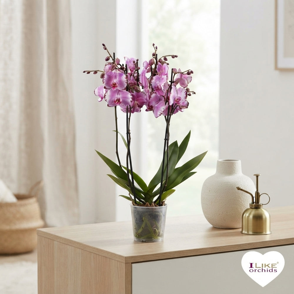 Pink Phalaenopsis Orchid – 12cm Pot, 65cm Tall