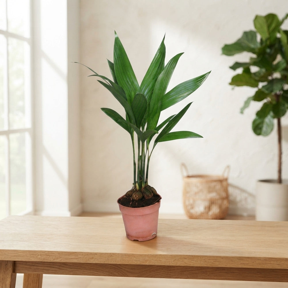 Areca Palm (Areca catechu) – 12cm Pot, 50cm