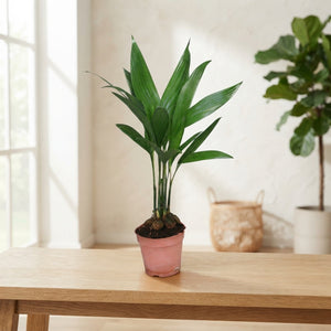 Areca Palm (Areca catechu) – 12cm Pot, 50cm