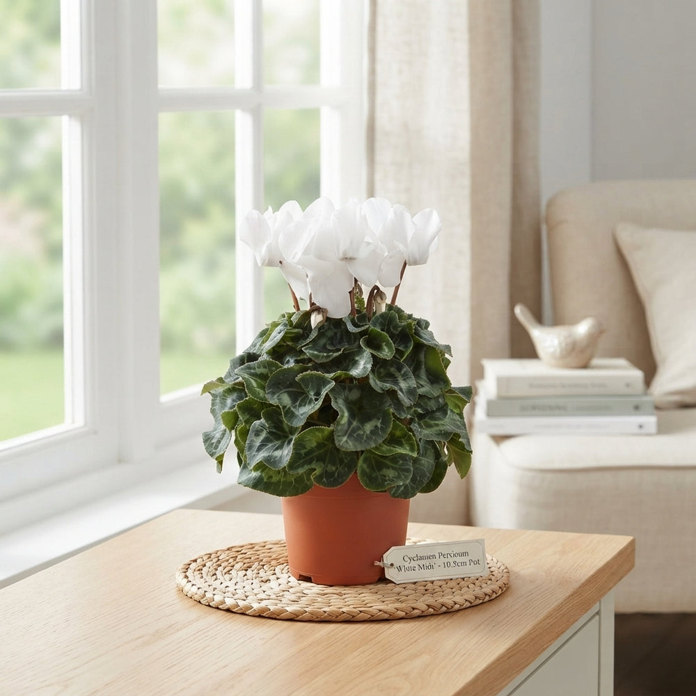 White Cyclamen persicum Midi – 10.5cm Pot