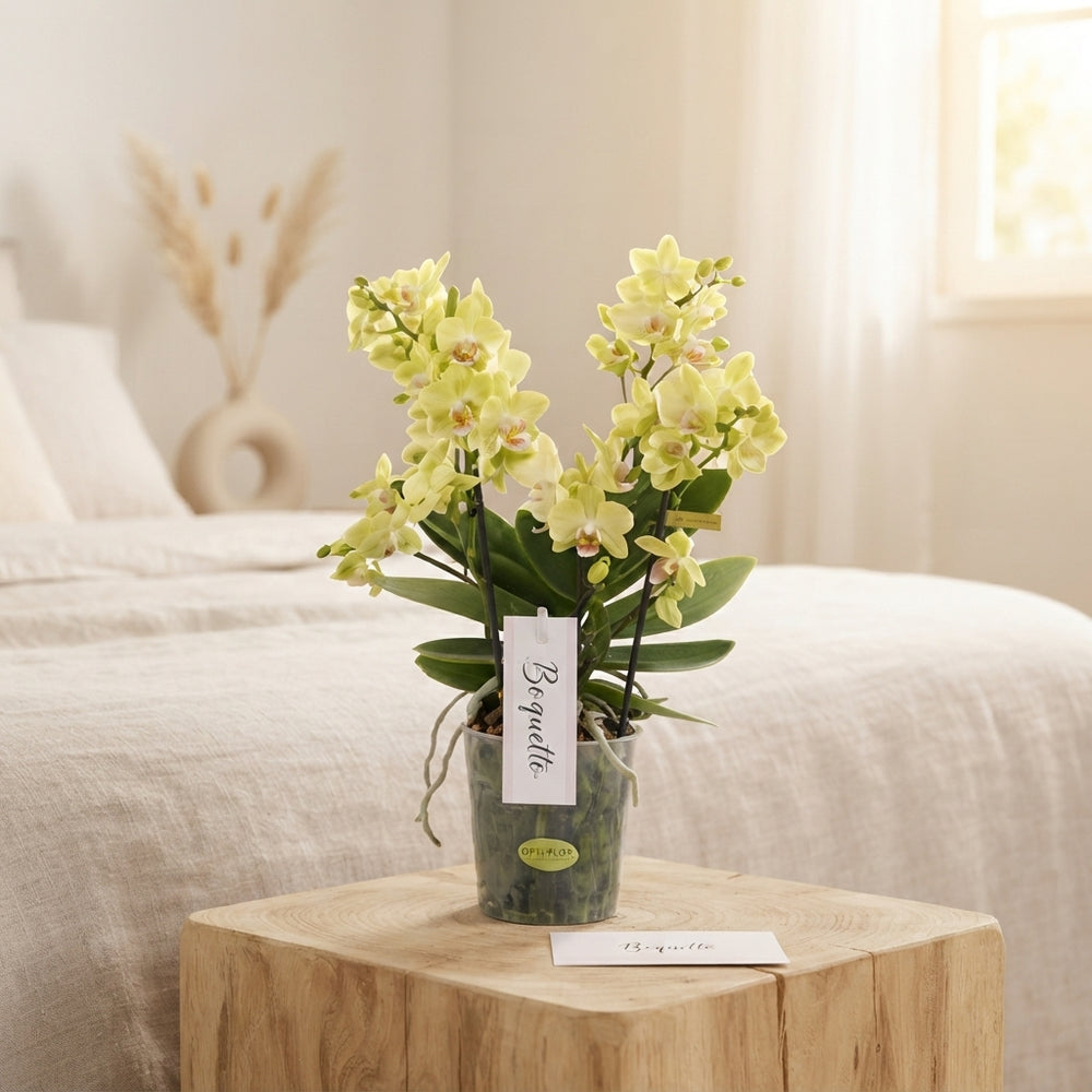 Yellow Phalaenopsis Orchid – 12cm Pot