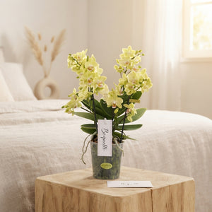 Yellow Phalaenopsis Orchid – 12cm Pot