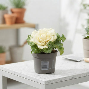 White Ornamental Brassica – 10.5cm Pot