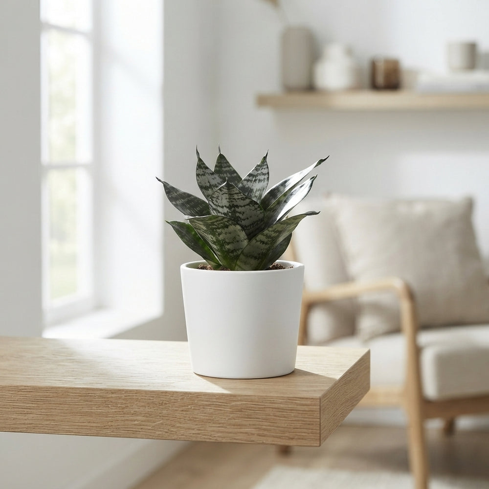Mixed Sansevieria Houseplant – 9cm Pot