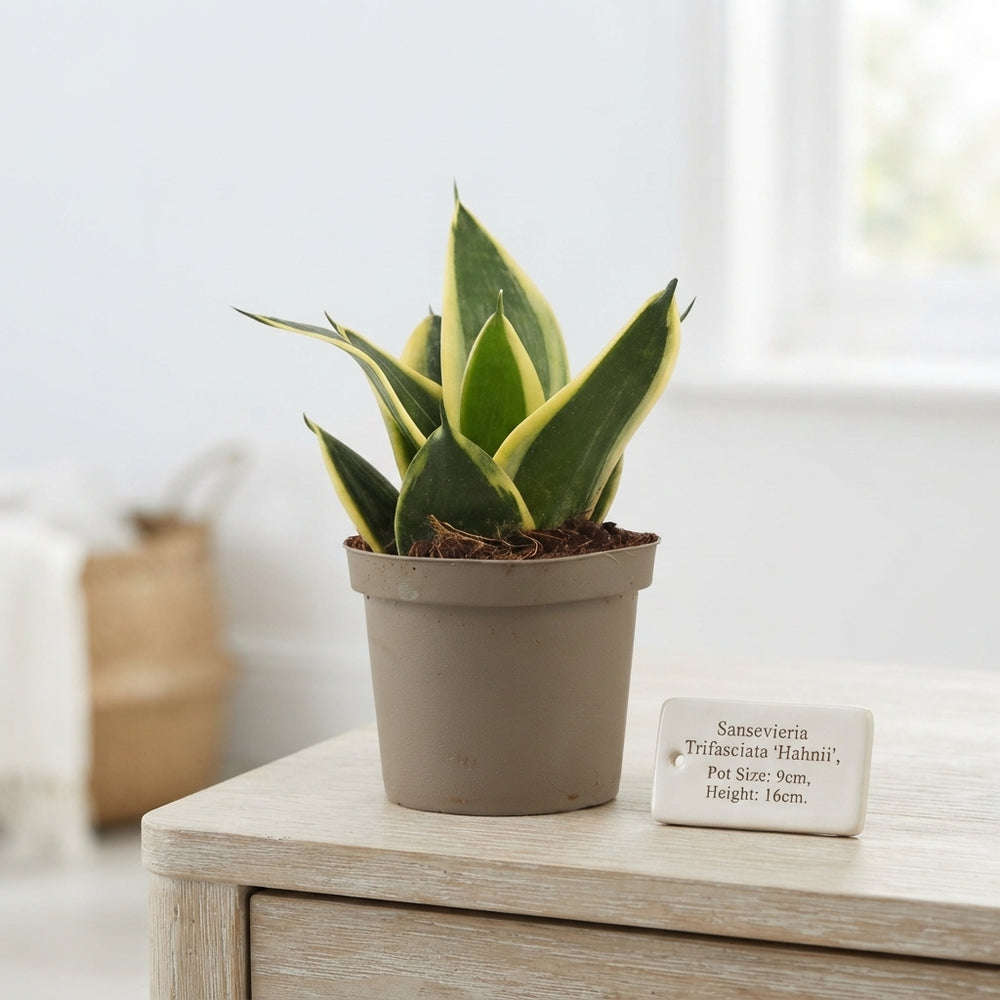 Sansevieria Hahnii Mixed Varieties – 9cm Pot