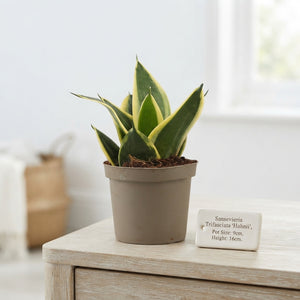 Sansevieria Hahnii Mixed Varieties – 9cm Pot