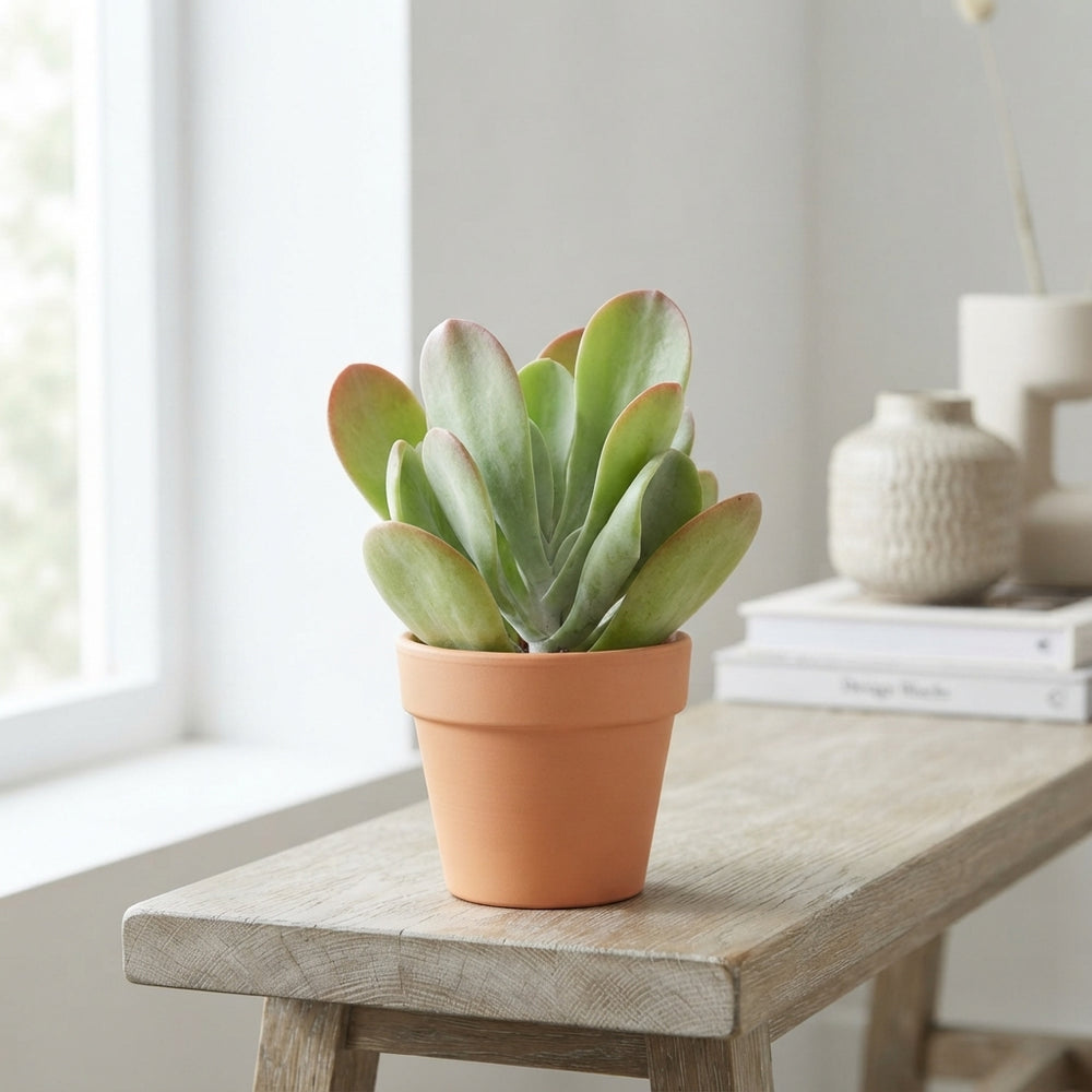 Kalanchoe oricula Green Houseplant – 8.5cm Pot