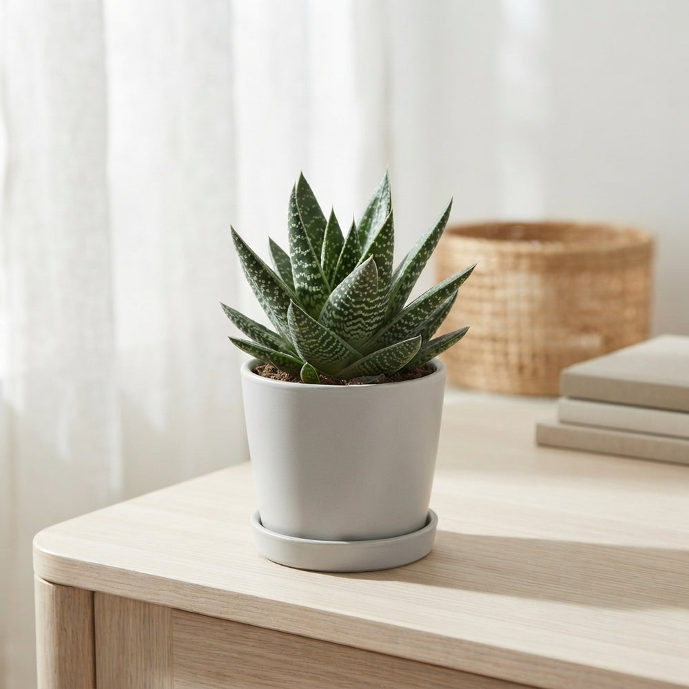 Gasteria ‘Apollo’ Succulent – 8.5cm Pot