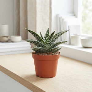 Gasteria ‘Aveo’ Succulent – 8.5cm Pot