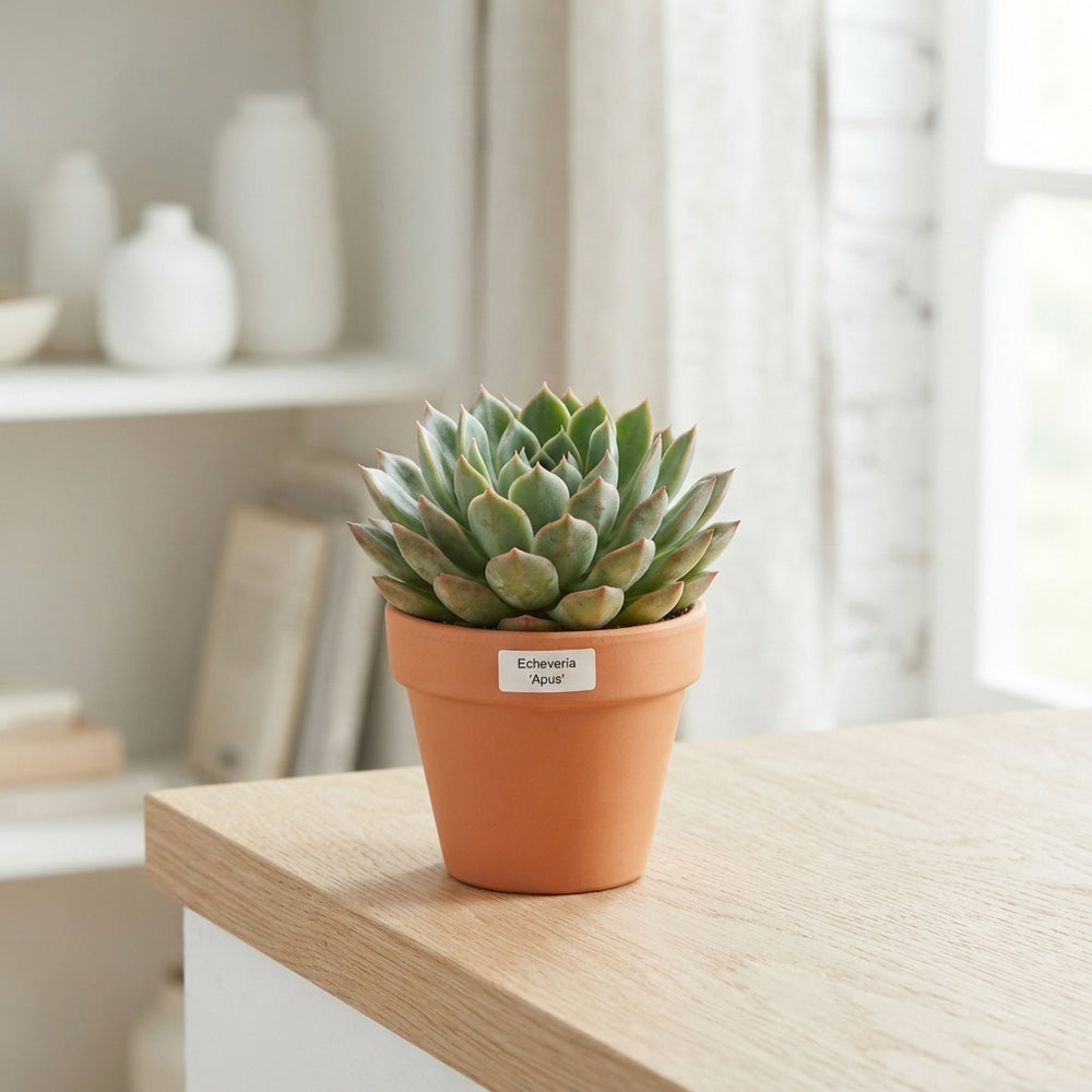 Echeveria Succulent – 8.5cm Pot, Approx. 15cm High