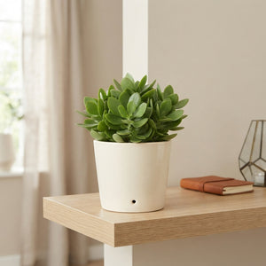 Crassula 'Moneymaker' – 8.5cm Pot
