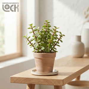 Elephant Bush (Portulacaria afra) – 8.5cm Pot
