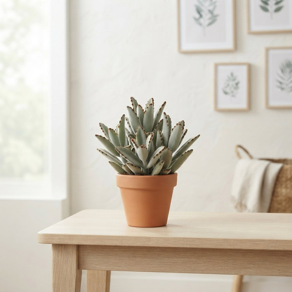 Panda Plant (Kalanchoe tomentosa) – 8.5cm Pot