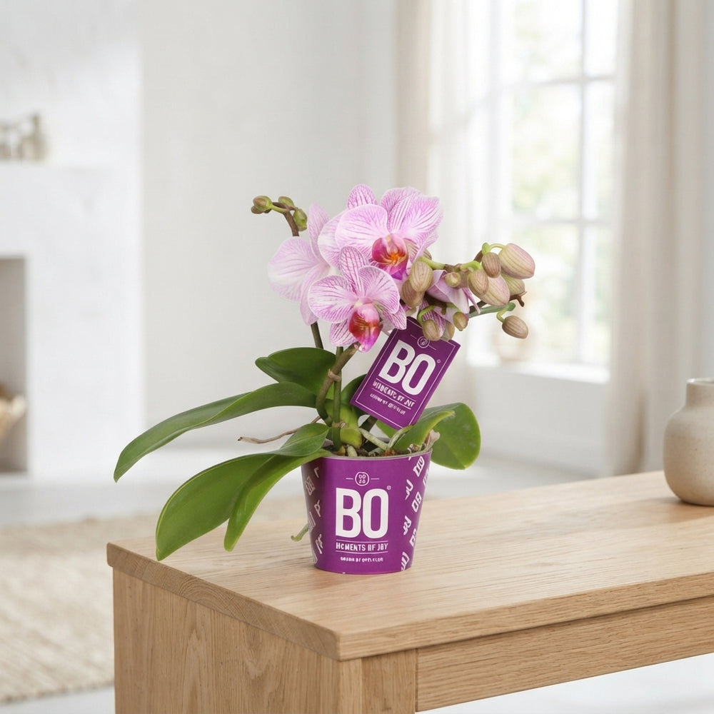 Pink Mini Phalaenopsis Orchid – 7cm Pot