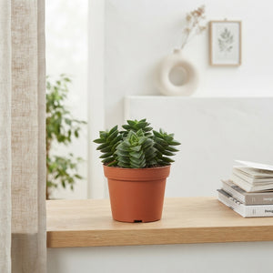 Crassula ‘Spring Time’ – 10.5cm Pot