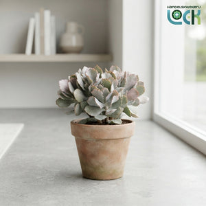 Crassula ‘Spring Time’ – 10.5cm Pot