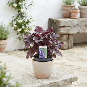 Mixed Hardy Garden Perennial – 13cm Pot