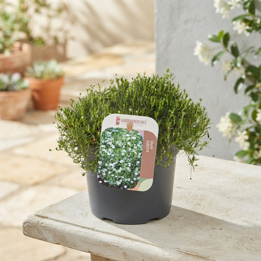 Irish Moss (Sagina subulata) – 13cm Pot