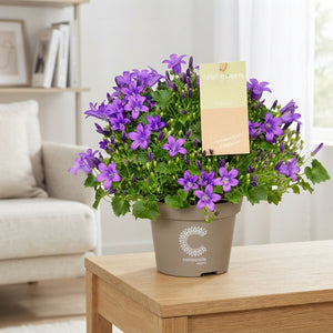 Blue Dalmatian Bellflower (Campanula portenschlagiana) – 11cm Pot