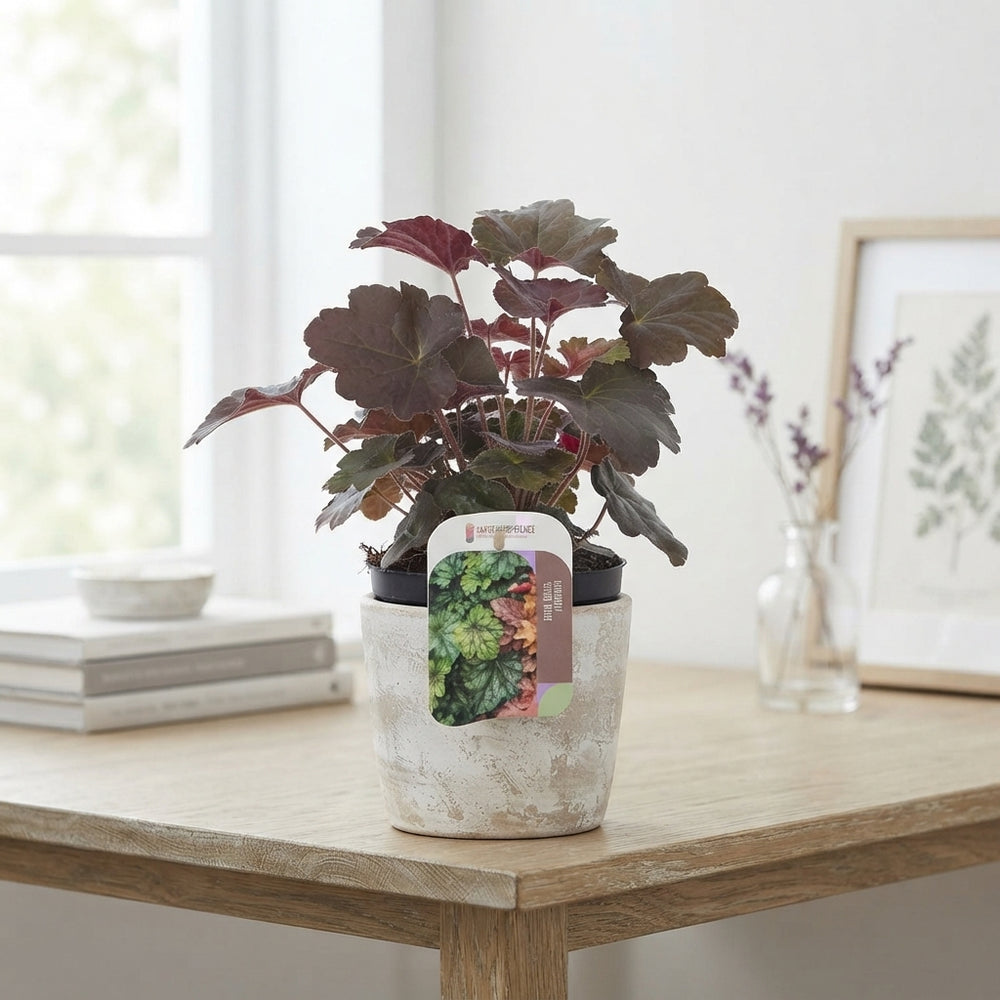 Heuchera 'Palace Purple' – 13cm Pot