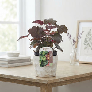 Heuchera 'Palace Purple' – 13cm Pot