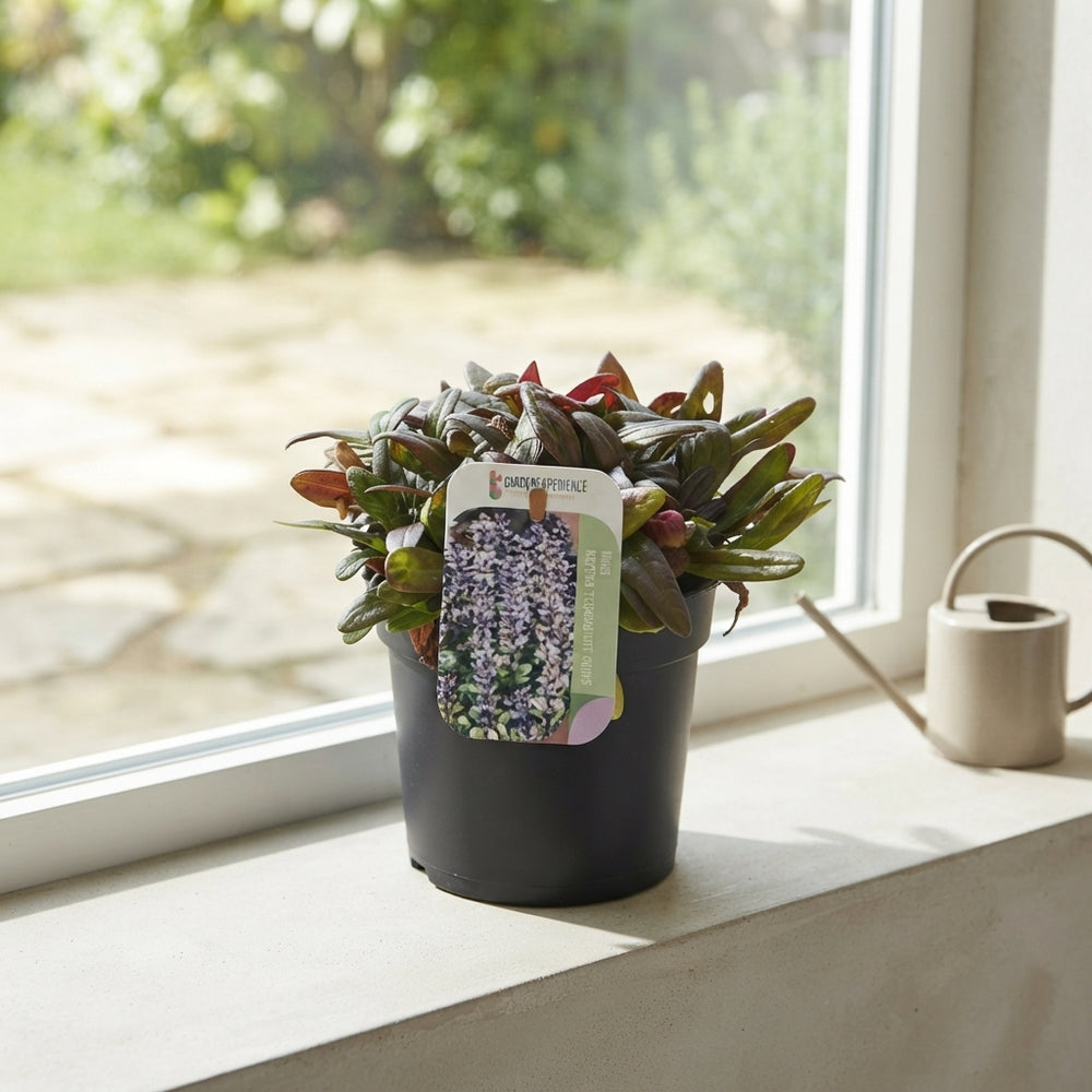 Ajuga ‘Chocolate Chip’ – 13cm Pot