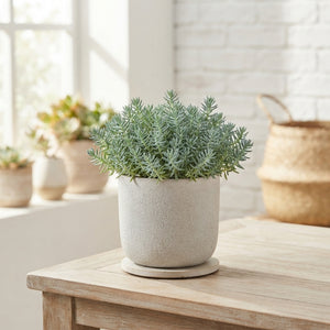 Reflexed Stonecrop (Sedum reflexum) – 13cm Pot