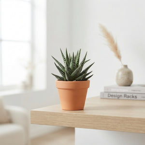 Mixed Succulent Collection – 8.5cm Pots