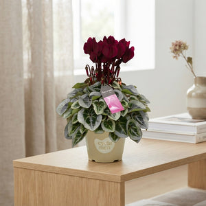 White Small-Flowered Cyclamen (Cyclamen persicum) – 10.5cm Pot