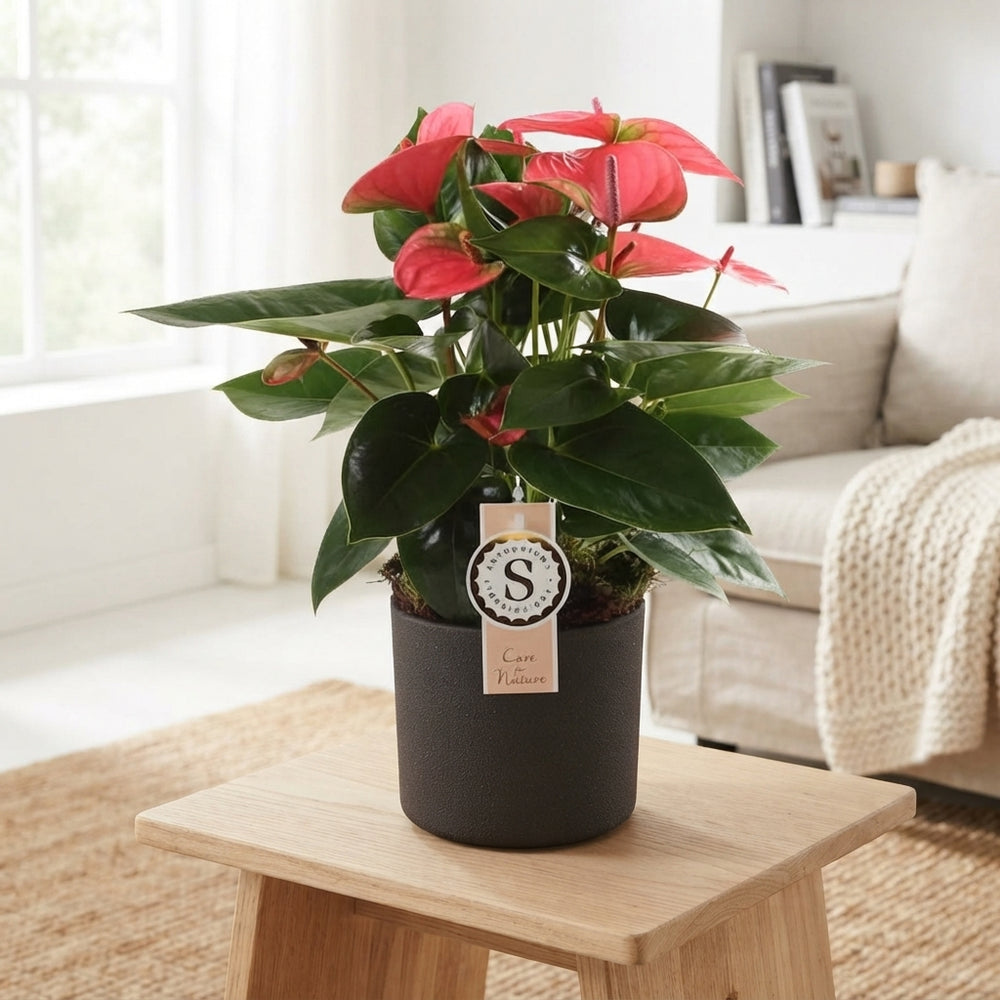 White Anthurium 'Champion' – 12cm Ceramic Pot