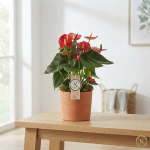 Mixed Anthurium Houseplant – 12cm Ceramic Pot