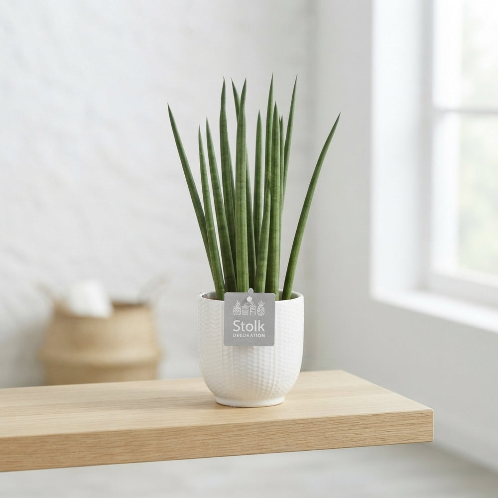 Cylindrical Snake Plant (Sansevieria cylindrica) – 13cm Pot