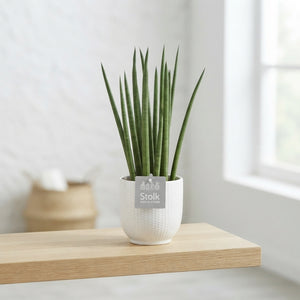 Cylindrical Snake Plant (Sansevieria cylindrica) – 13cm Pot