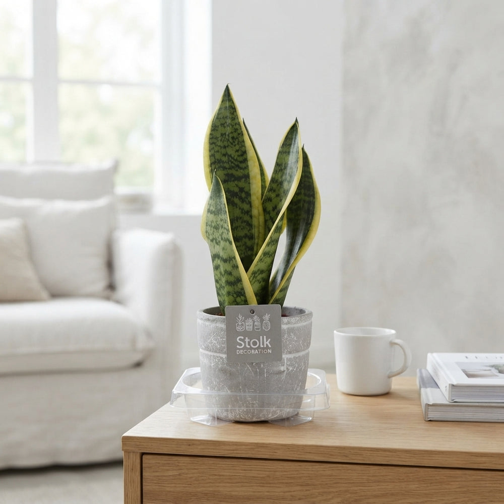 Futura Superba Snake Plant – 13cm Ceramic Pot