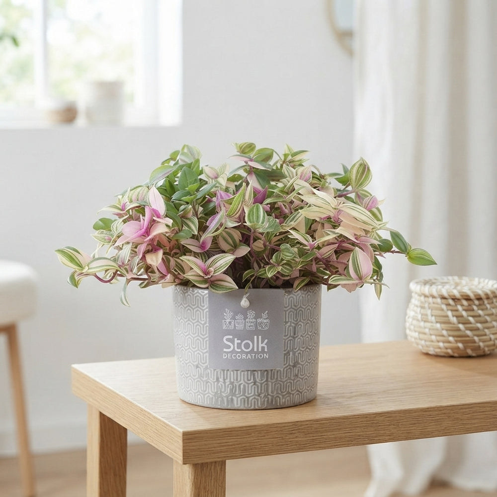 Tradescantia Quadricolour – 13cm Stone-Effect Pot