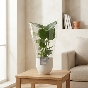 Monstera deliciosa – 13cm Ceramic Pot, 40cm High