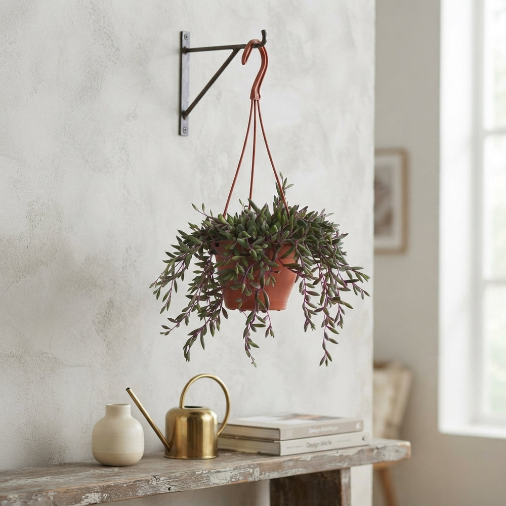 Senecio ‘Royal Flush’ Purple Houseplant – 12cm Pot