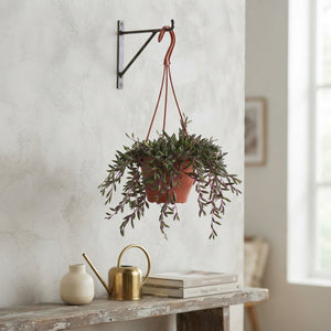 Senecio ‘Royal Flush’ Purple Houseplant – 12cm Pot