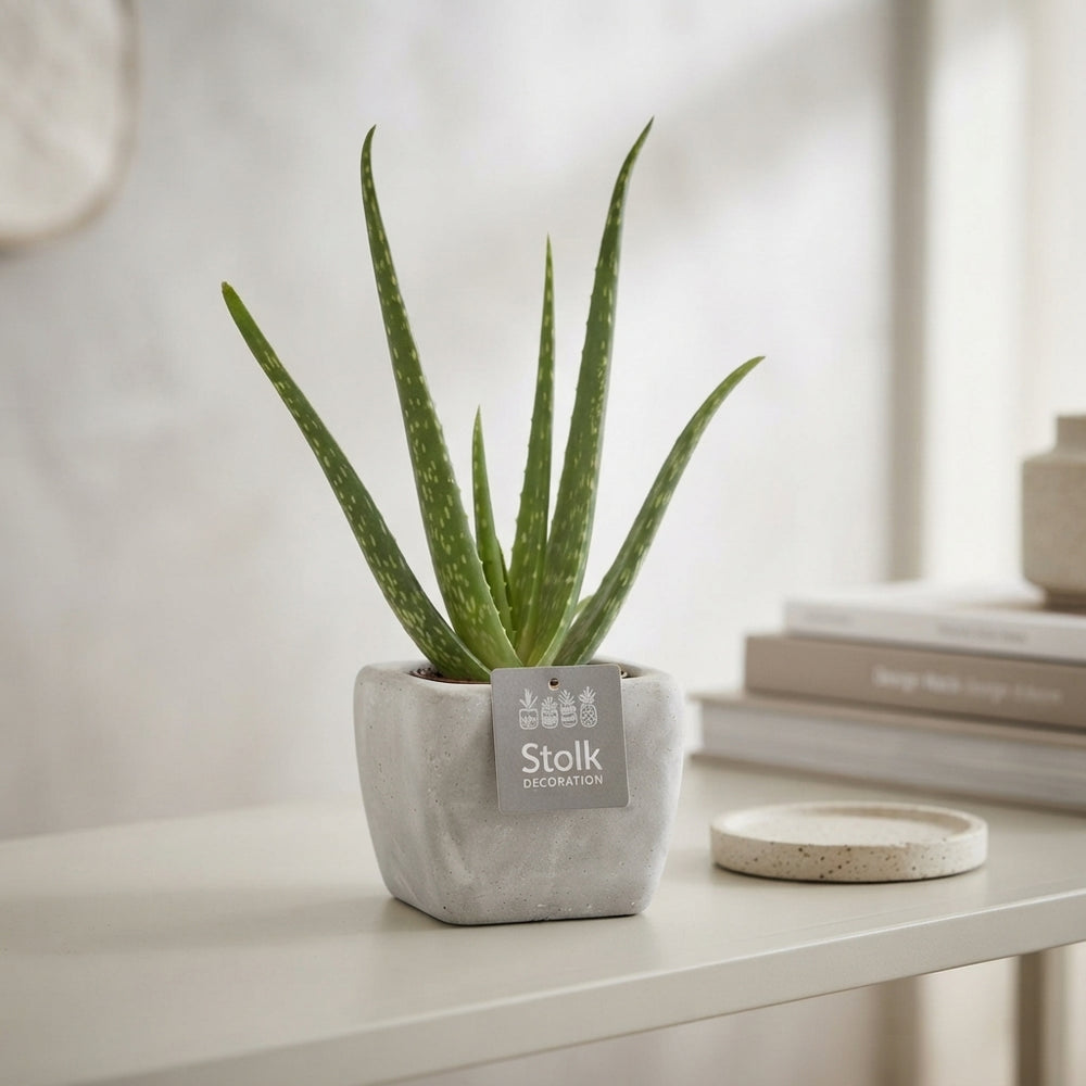Aloe Vera Plant – 11cm Stone Ceramic Pot