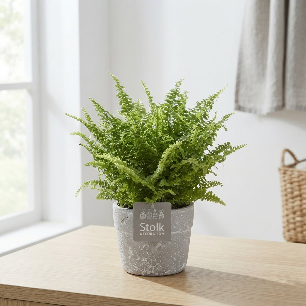 Boston Fern (Nephrolepis exaltata) – 13cm Stone-Effect Pot