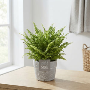 Boston Fern (Nephrolepis exaltata) – 13cm Stone-Effect Pot